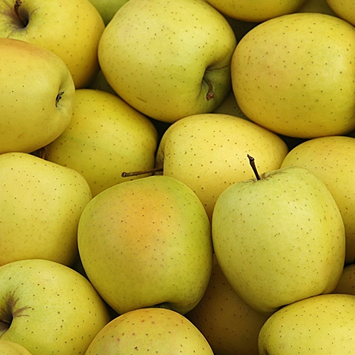 Pomme golden