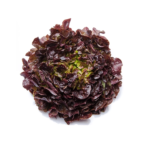 Feuille de chêne rouge