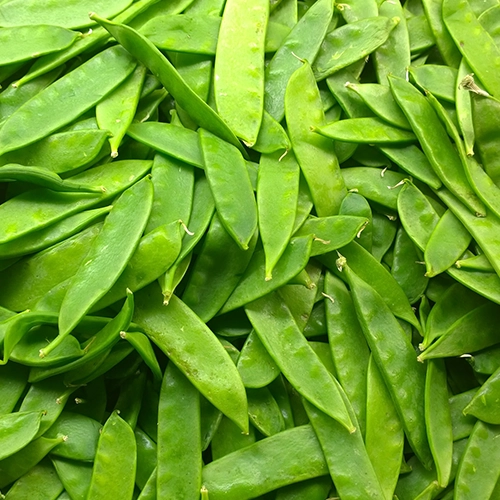 Pois gourmand "mangetout"