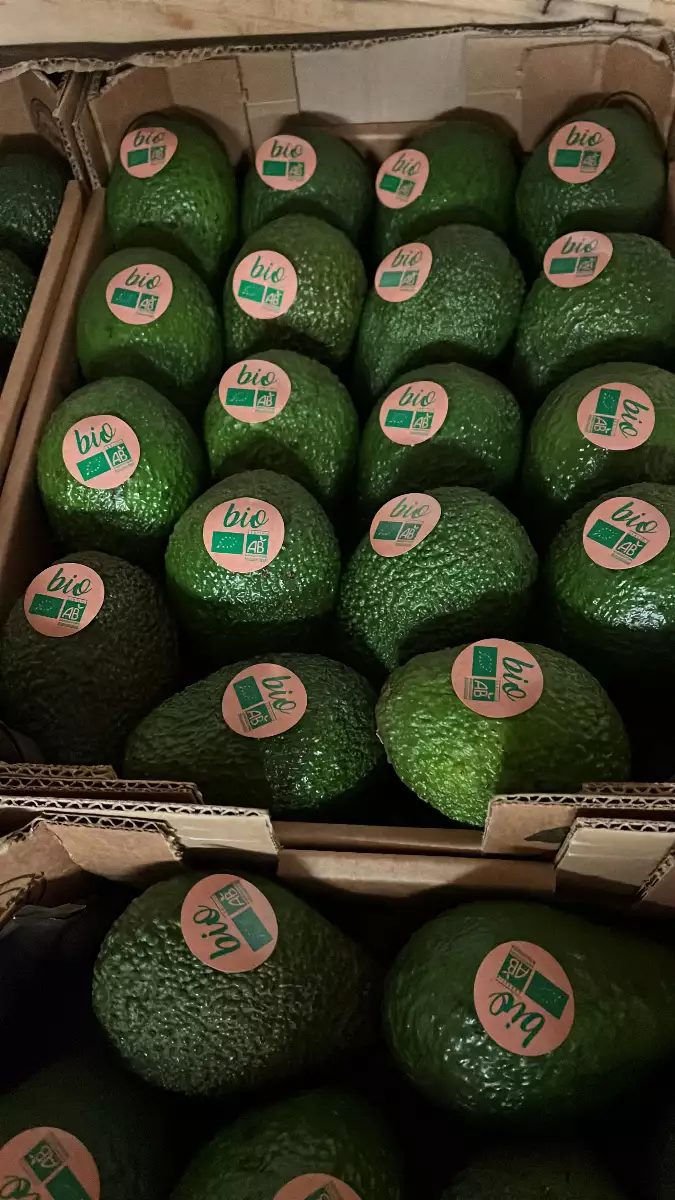 Avocat