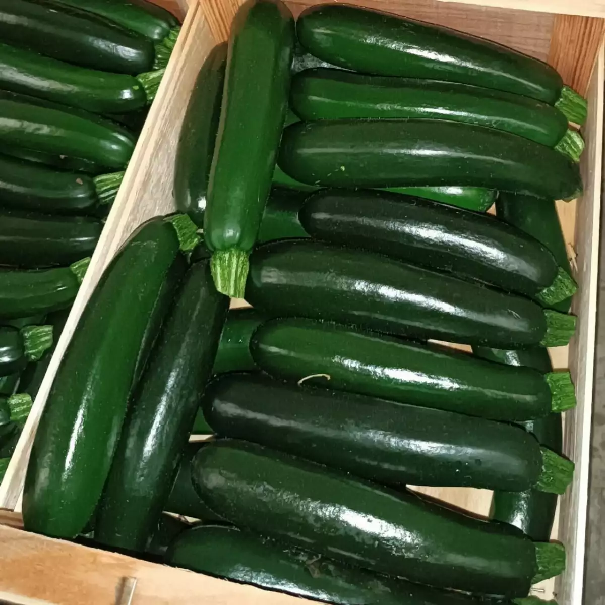 Courgette