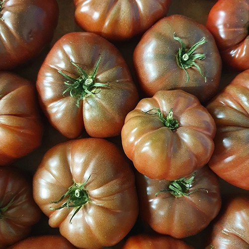 Tomate noire de crime