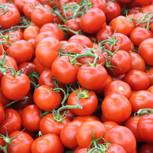 Tomate ronde grappe