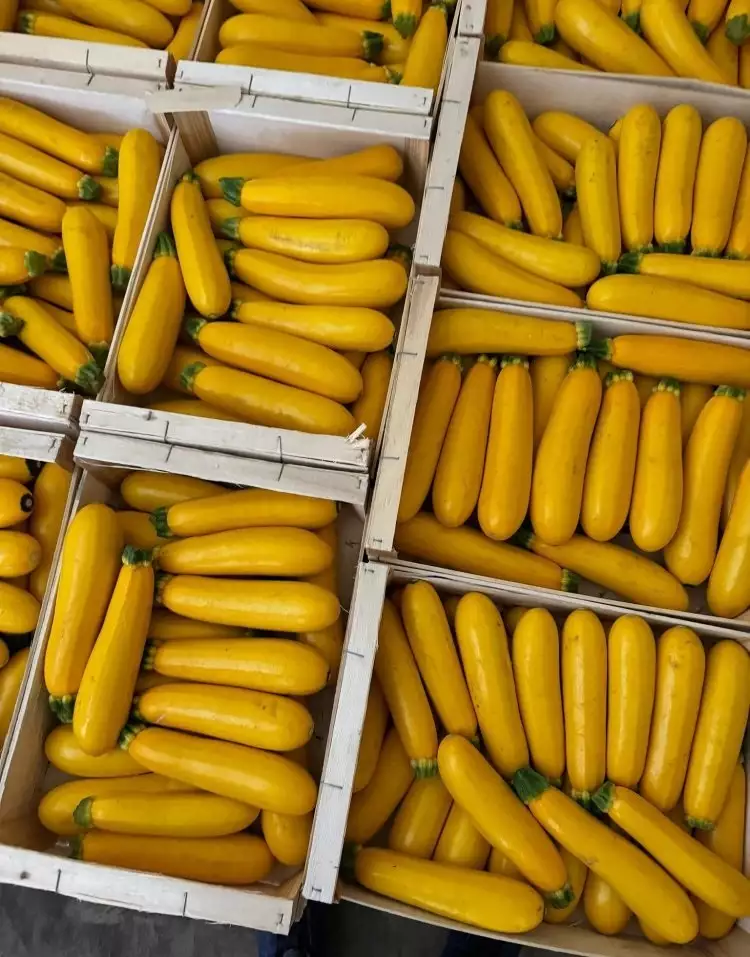 Courgette jaune