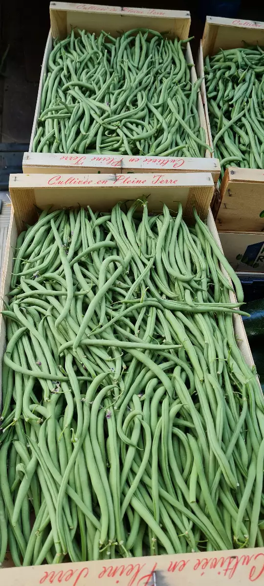 Haricot vert