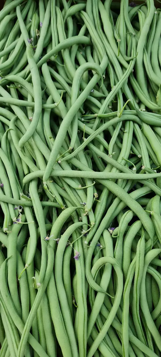 Haricot vert