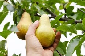 Poire Guyot