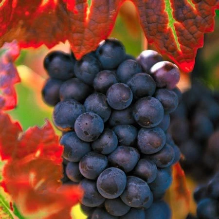 Raisin Muscat
