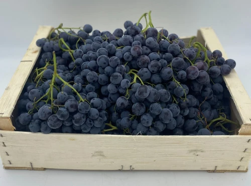 Raisin Muscat