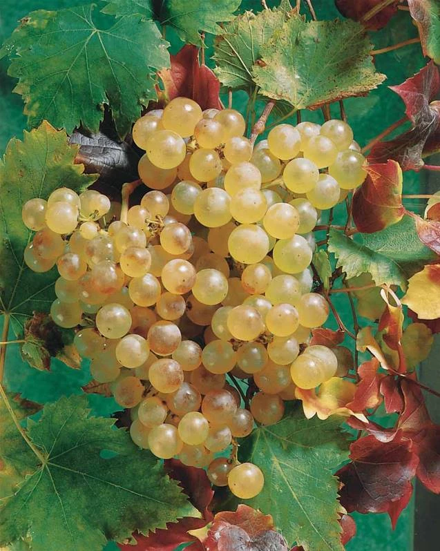 Raisin Chasselat