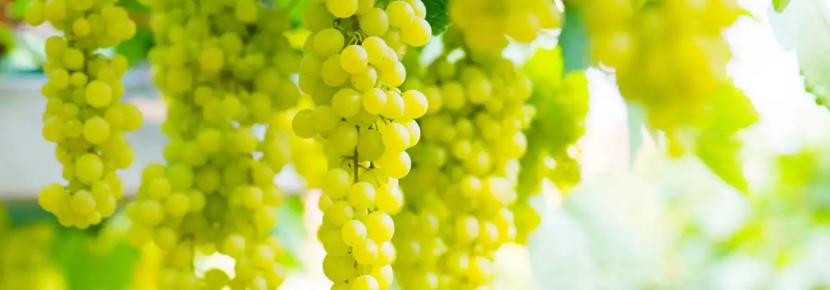 Raisin Chasselat