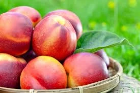 Nectarine cat 2